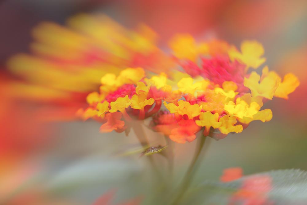 Coreografía floral