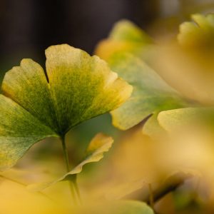 Donde el otoño se vuelve tacto