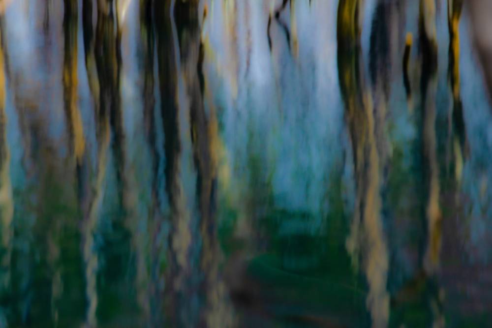 El arte del bosque