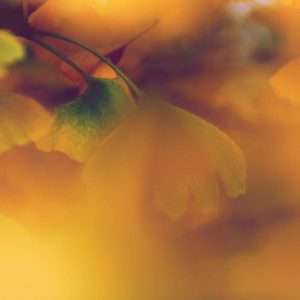 El arte del ginkgo biloba