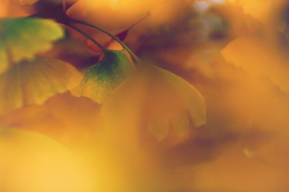 El arte del ginkgo biloba