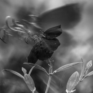 El arte en flor