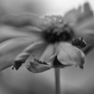 Flor en silencio