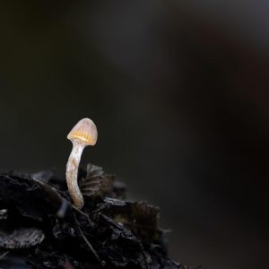 Fragilidad luminosa