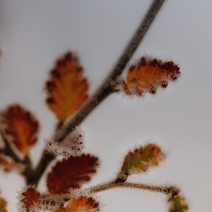 Hojas de hielo 2