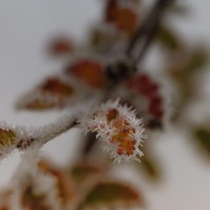 Hojas de hielo