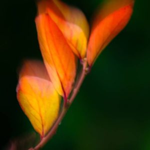 Hojas otoñales
