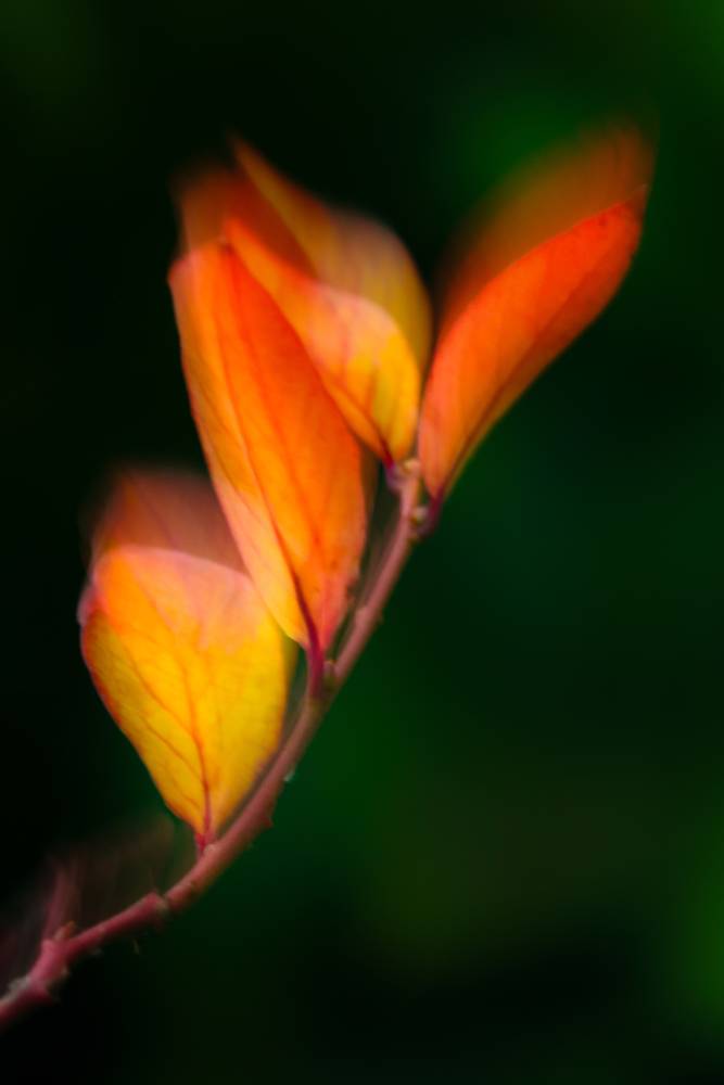 Hojas otoñales