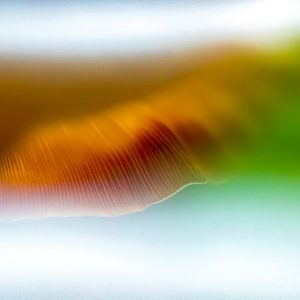 Hongos macro