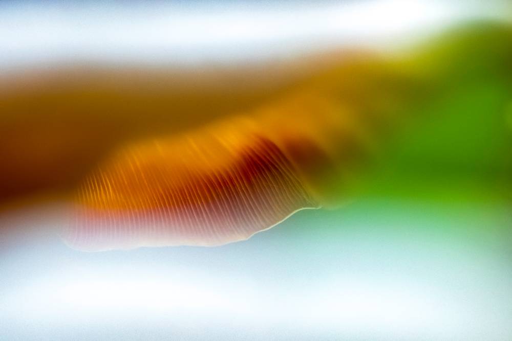 Hongos macro
