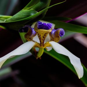 Orquídea patagónica