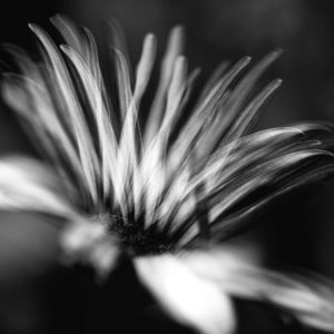 Ritmo floral