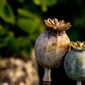 Sedimento vegetal