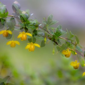 Sinfonía floral