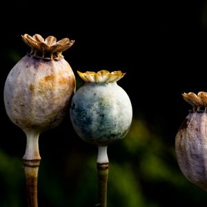 Tres latidos de amapola